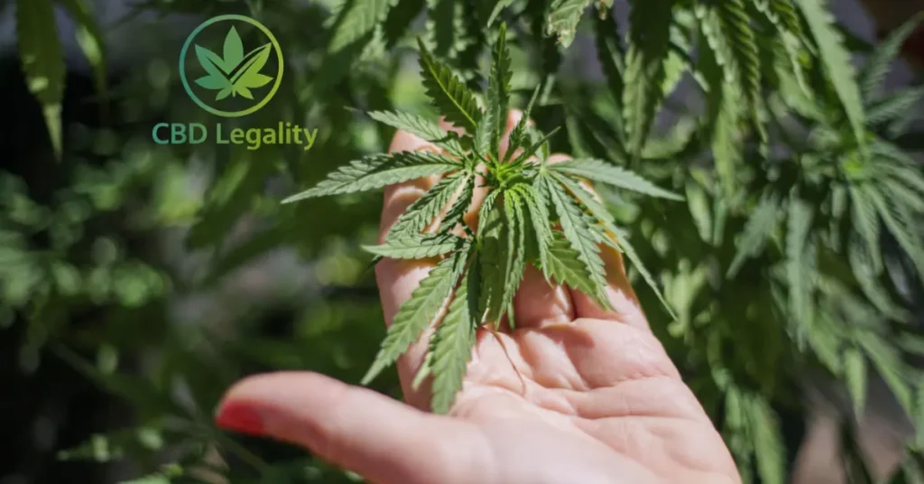 Is CBD Legal in Georgia? Hemp plant close-up explaining cannabis regulations and legal status by CBD Legality.