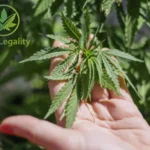 Is CBD Legal in Georgia? Hemp plant close-up explaining cannabis regulations and legal status by CBD Legality.