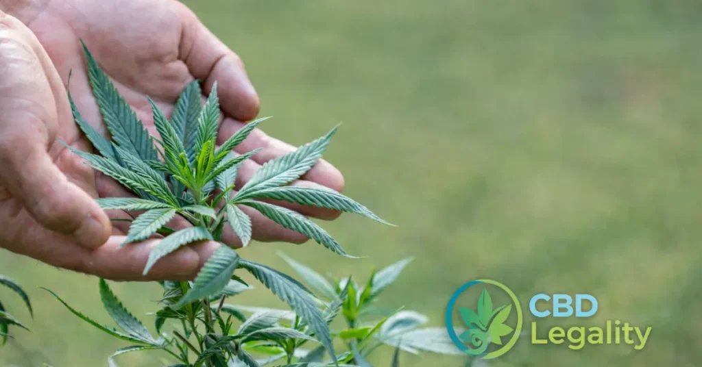 Is CBD legal in Iceland? Cannabis plant close-up with legal insight guide for U.S. residents – CBD Legality 2026 update.