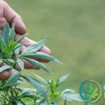 Is CBD legal in Iceland? Cannabis plant close-up with legal insight guide for U.S. residents – CBD Legality 2026 update.