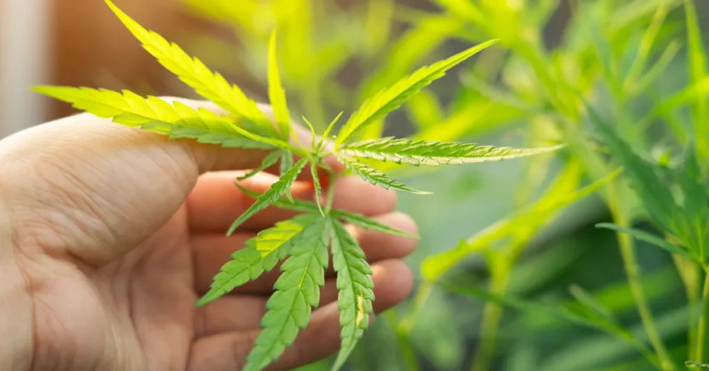 CBD laws in Texas explaining legal hemp products with less than 0.3 percent THC.