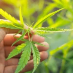 CBD laws in Texas explaining legal hemp products with less than 0.3 percent THC.